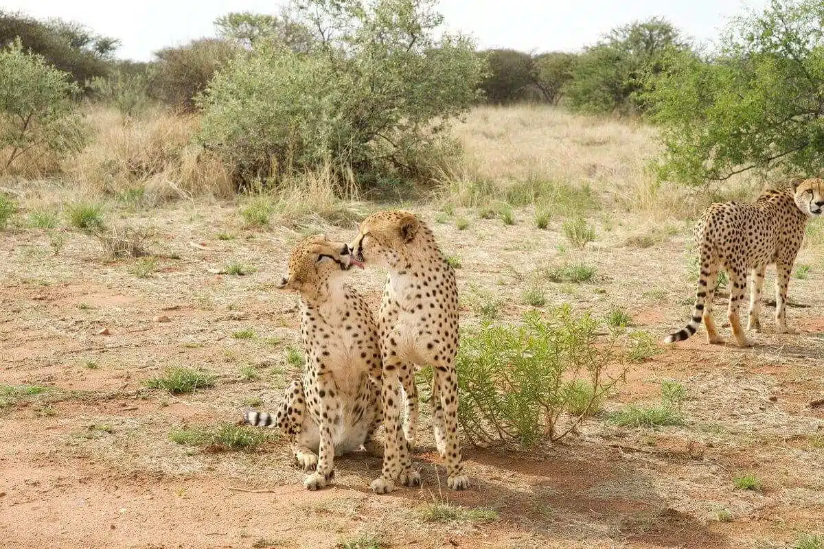 ecovolunteering Namibia