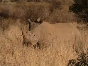 Rhino namibie