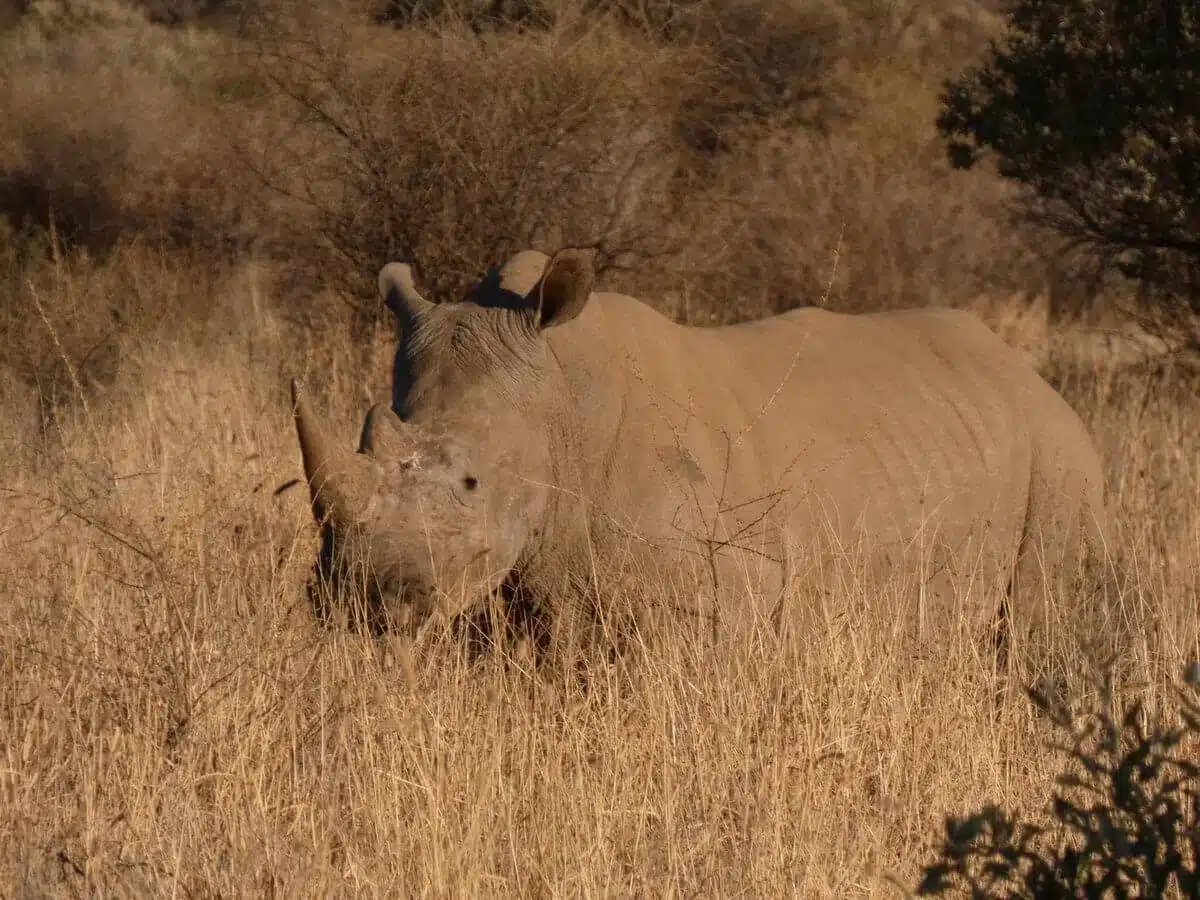 Rhino namibie
