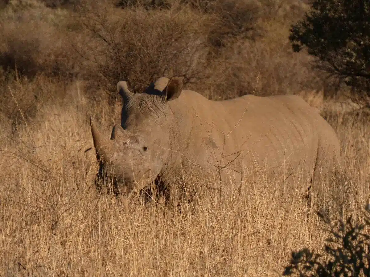 Rhino namibia