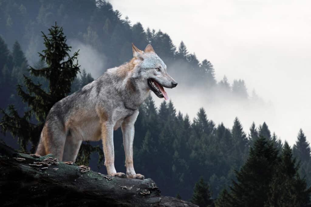 Loup Terra Scientifica