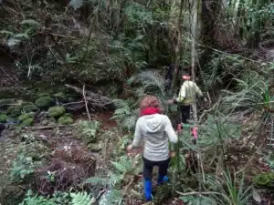 Immersion dans la nature néo zélandaise