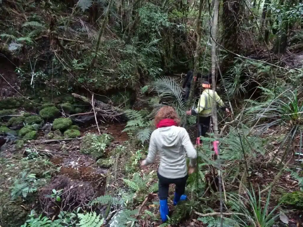 Volunteer in New Zealand