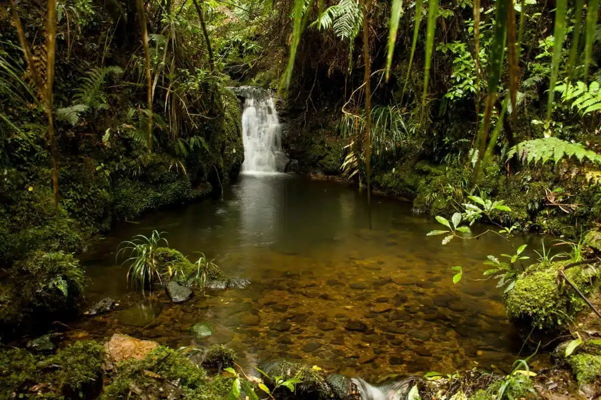 Beautiful New Zealand nature