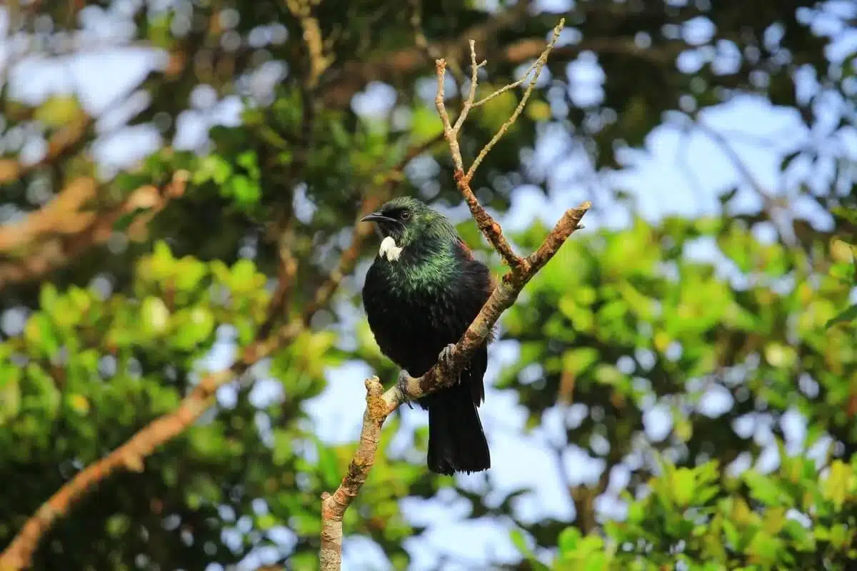 Ecovolunteer new zealand