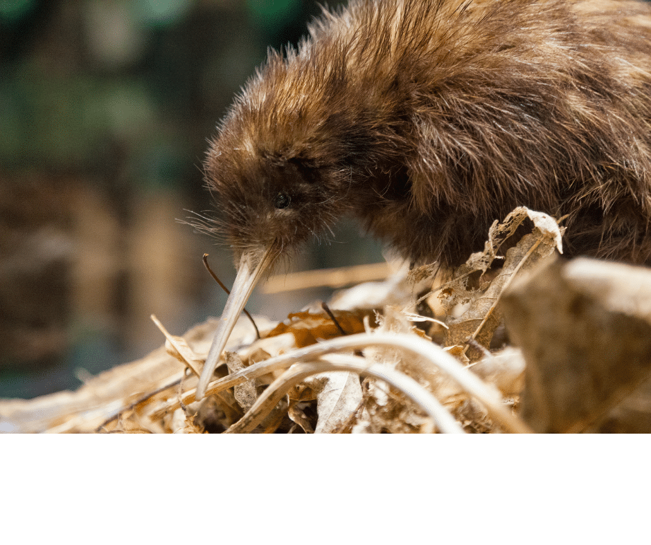 Kiwi nouvelle zélande