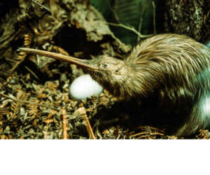 Le kiwi, oiseau emblématique de Nouvelle Zélande