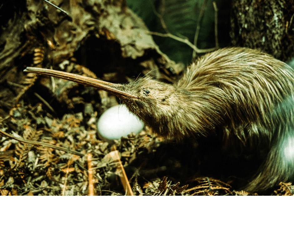 The kiwi, New Zealand's emblematic bird