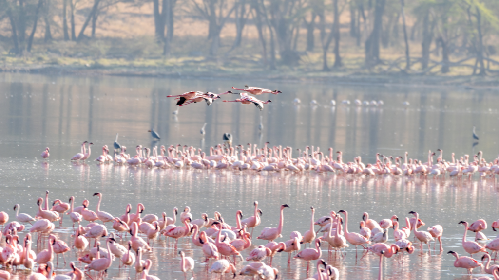 parc national du lac Nakuru