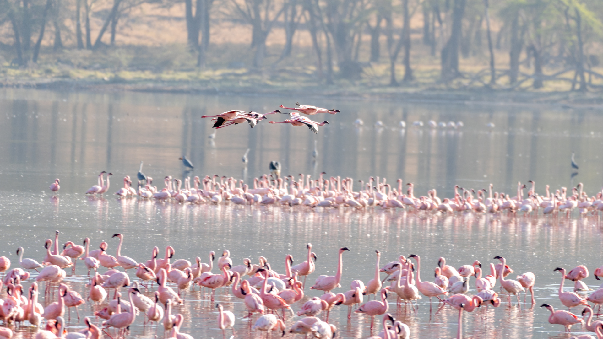 parc national du lac Nakuru