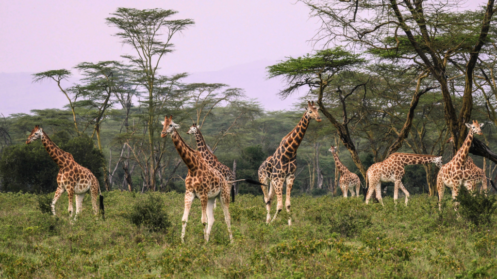 parc national du lac Nakuru girafe