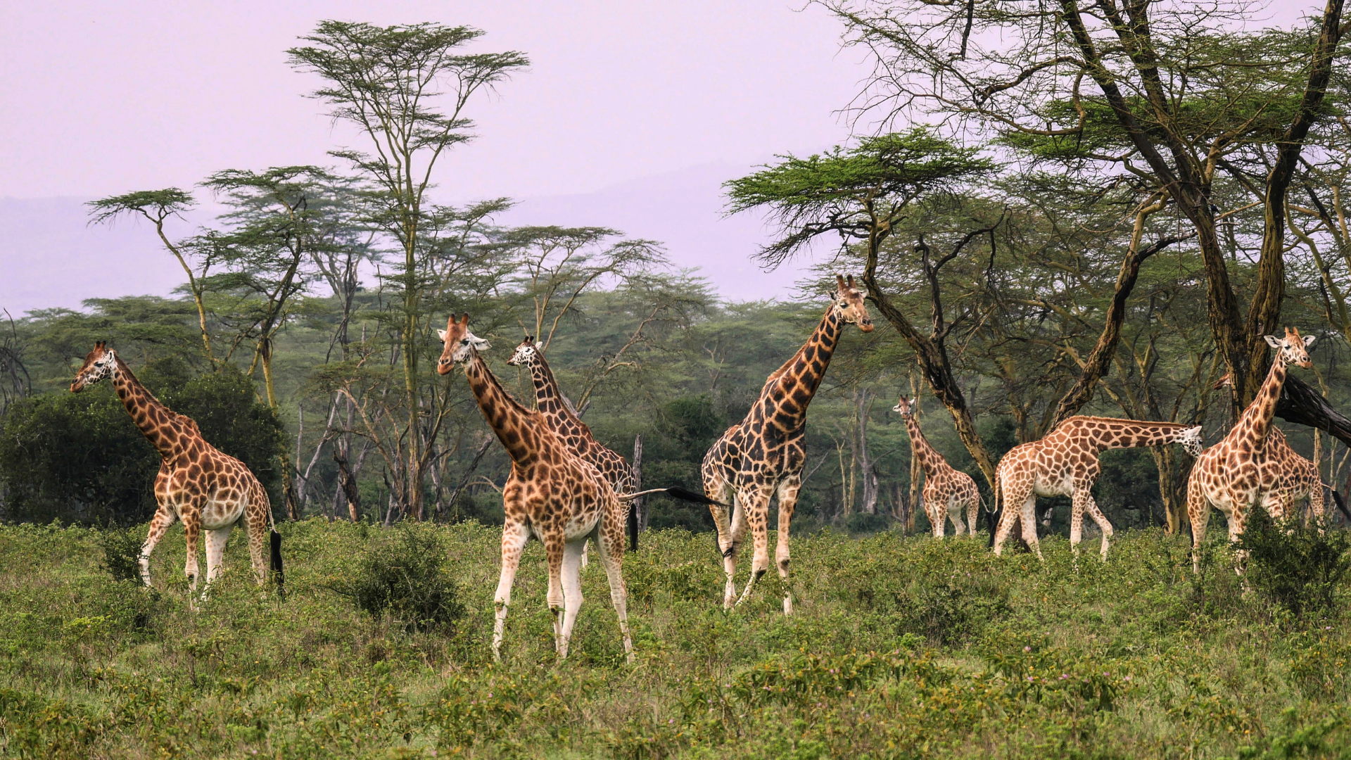 Lake Nakuru National Park giraffe