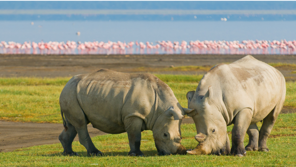 Lake Nakuru rhino national park