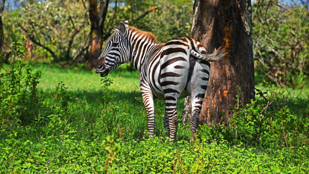 parc national du lac Nakuru zèbre