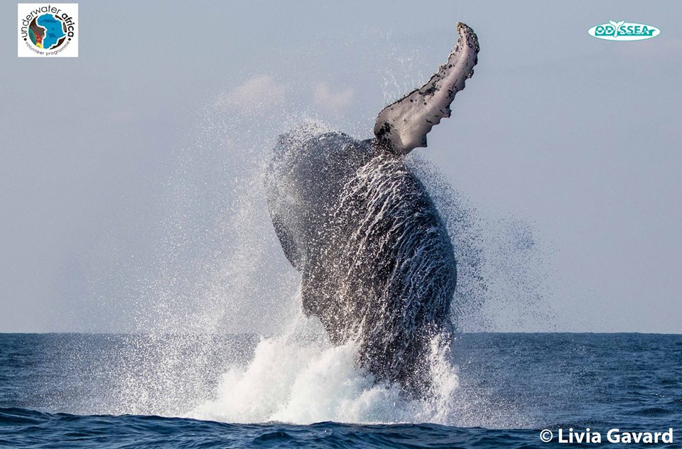 baleine Tofo