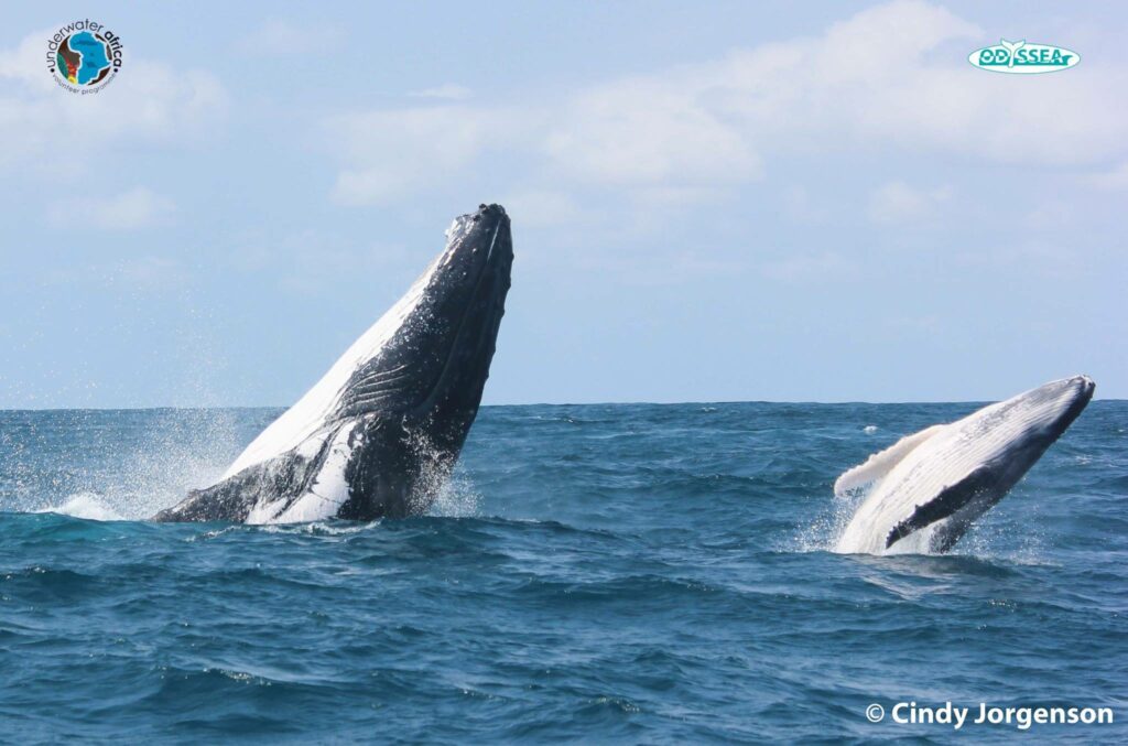 baleine mozambique