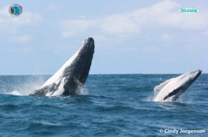 baleine mozambique
