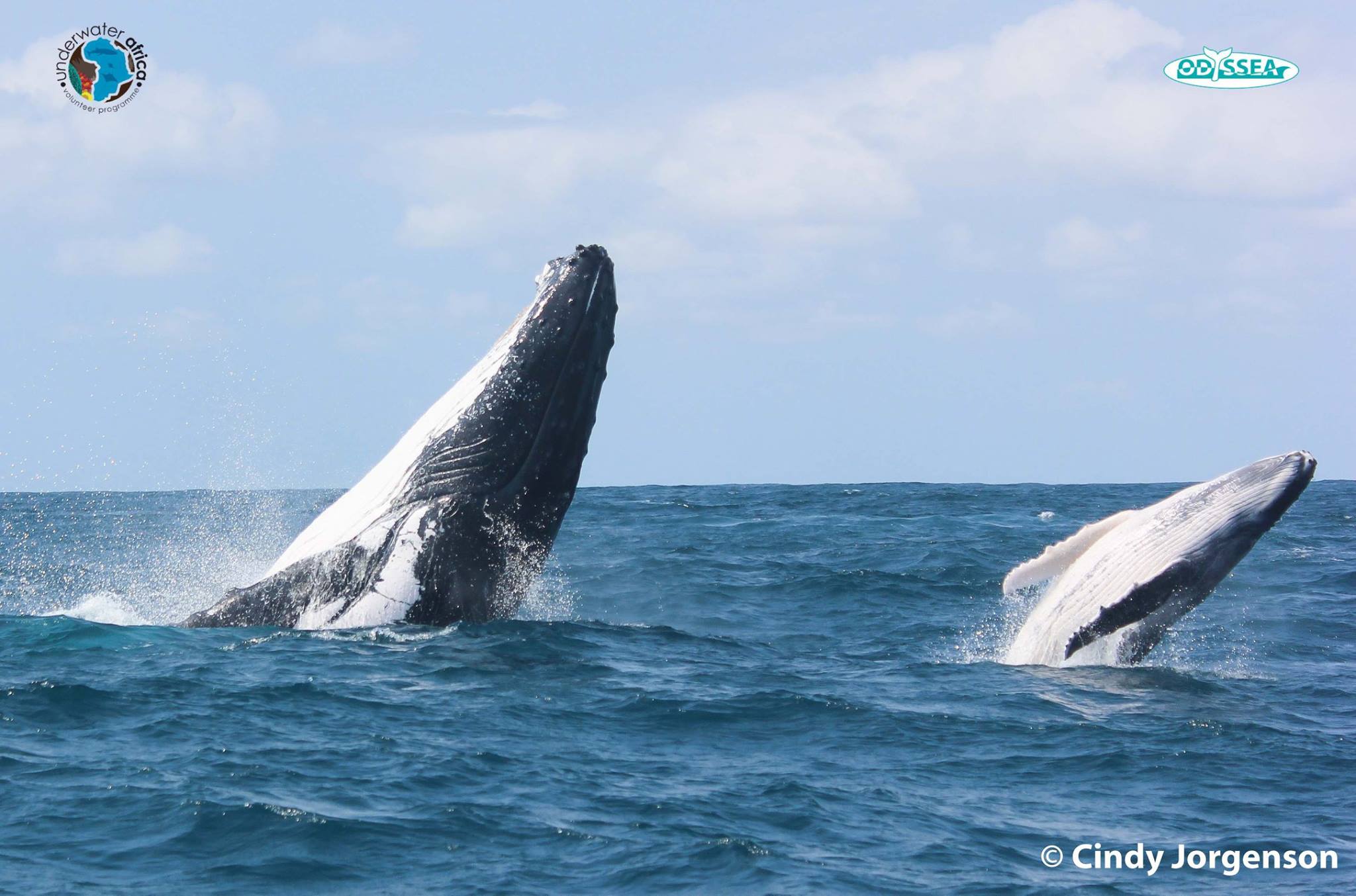 baleine mozambique