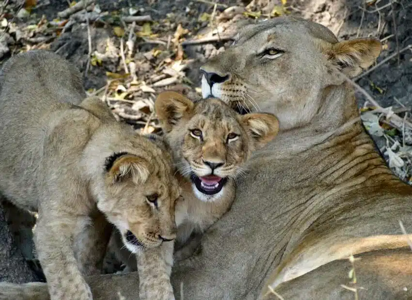 Lion Malawi