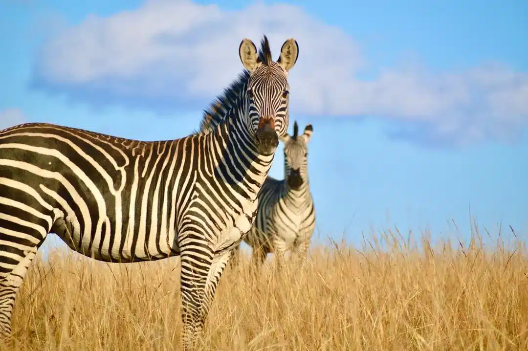 Zebre Malawi