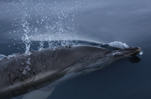 Voyage scientifique cétacés