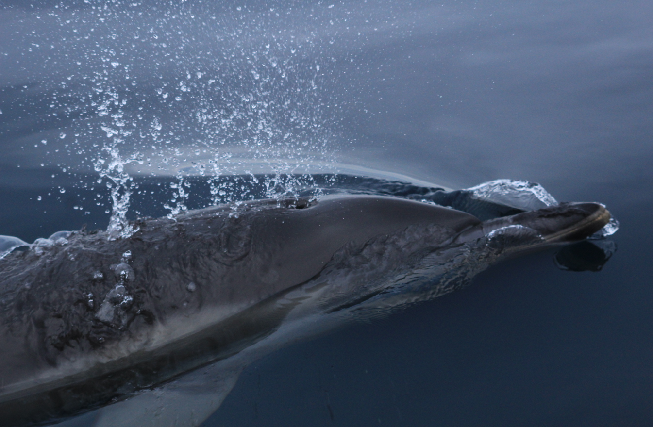 Voyage scientifique cétacés
