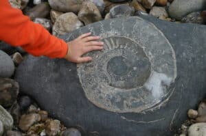 recherche fossile séjour