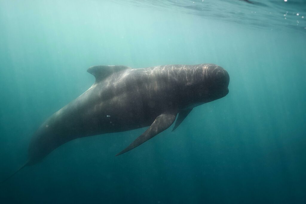 étude faune marine Landes