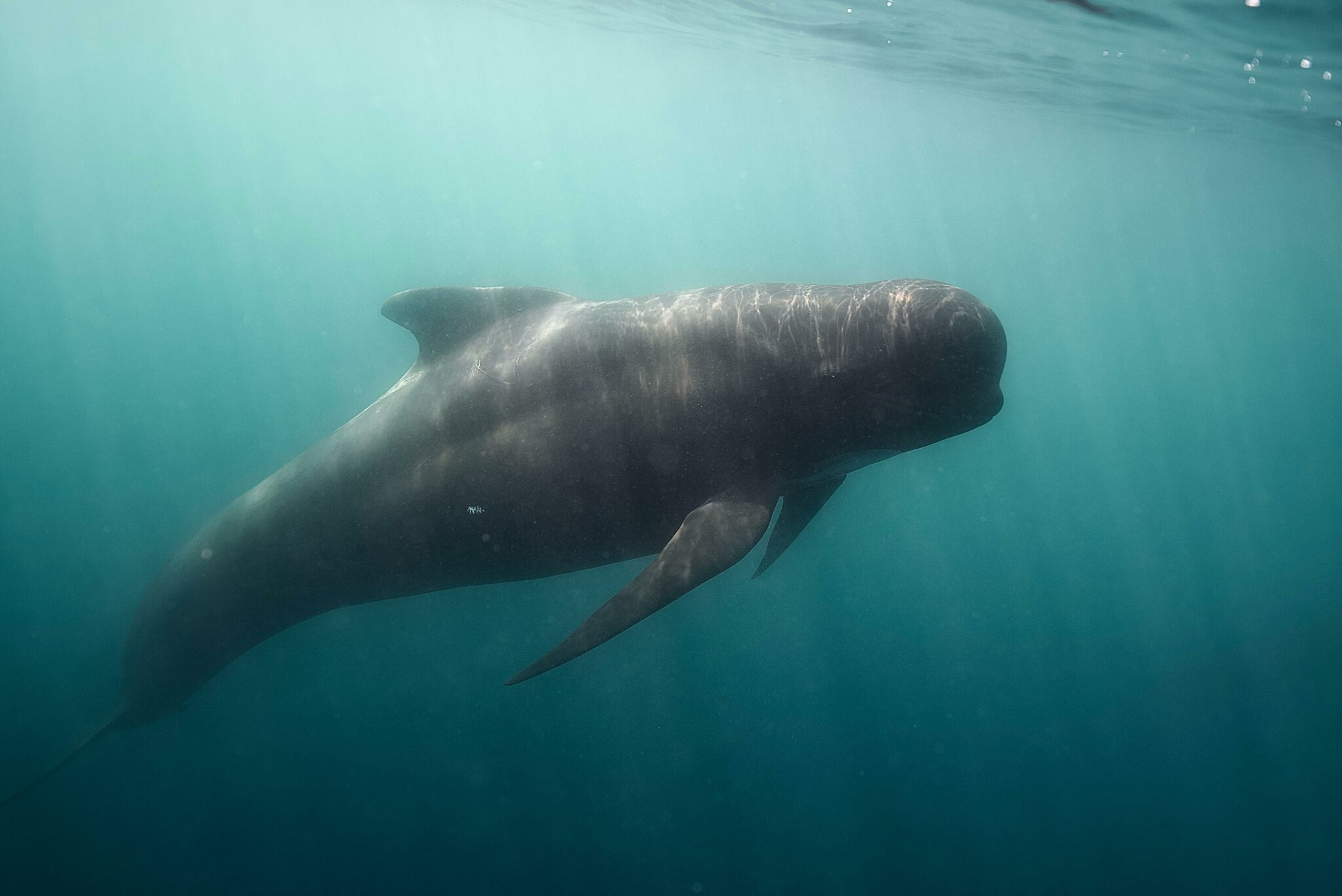 étude faune marine Landes