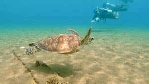 Volontaire tortue marine en plongée