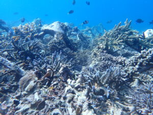 volontariat Bali