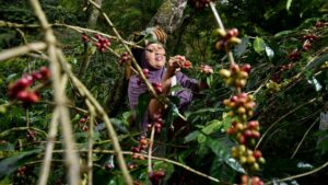 La ferme Juma Coffee, située à Pamah Simelir produit du café biologique