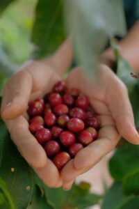 La ferme Juma Coffee, située à Pamah Simelir produit du café biologique