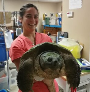 Clinique des tortues au Canada
