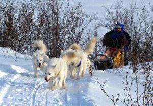 Huskies blanc de Sibérie