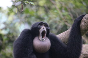 Voyage scientifique Sumatra indonésie