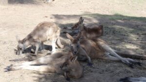 Kangourous Tasmanie