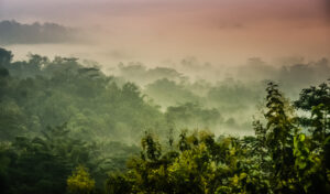 Forêt humide Sumatra