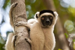 Propithecus verreauxi