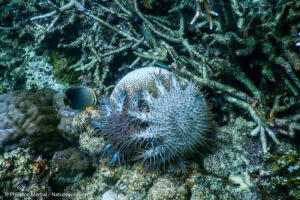 Triangle de Corail