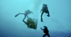 Volontaire faune marine