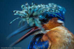 Faune madagascar