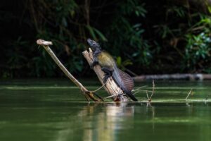 Sulawesi en Indonésie
