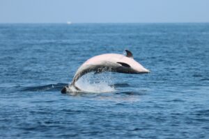 Dauphin Italie