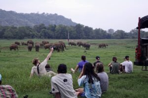Volontariat éléphants