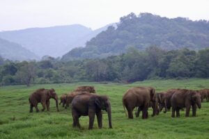 Elephant Sri Lanka