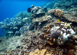 Protection corail Indonésie