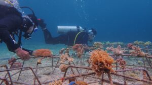 Plongée sous marine Indonésie