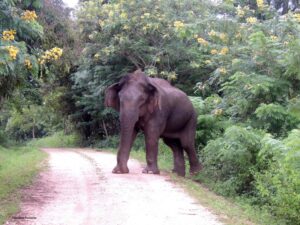 Volontaire éléphant