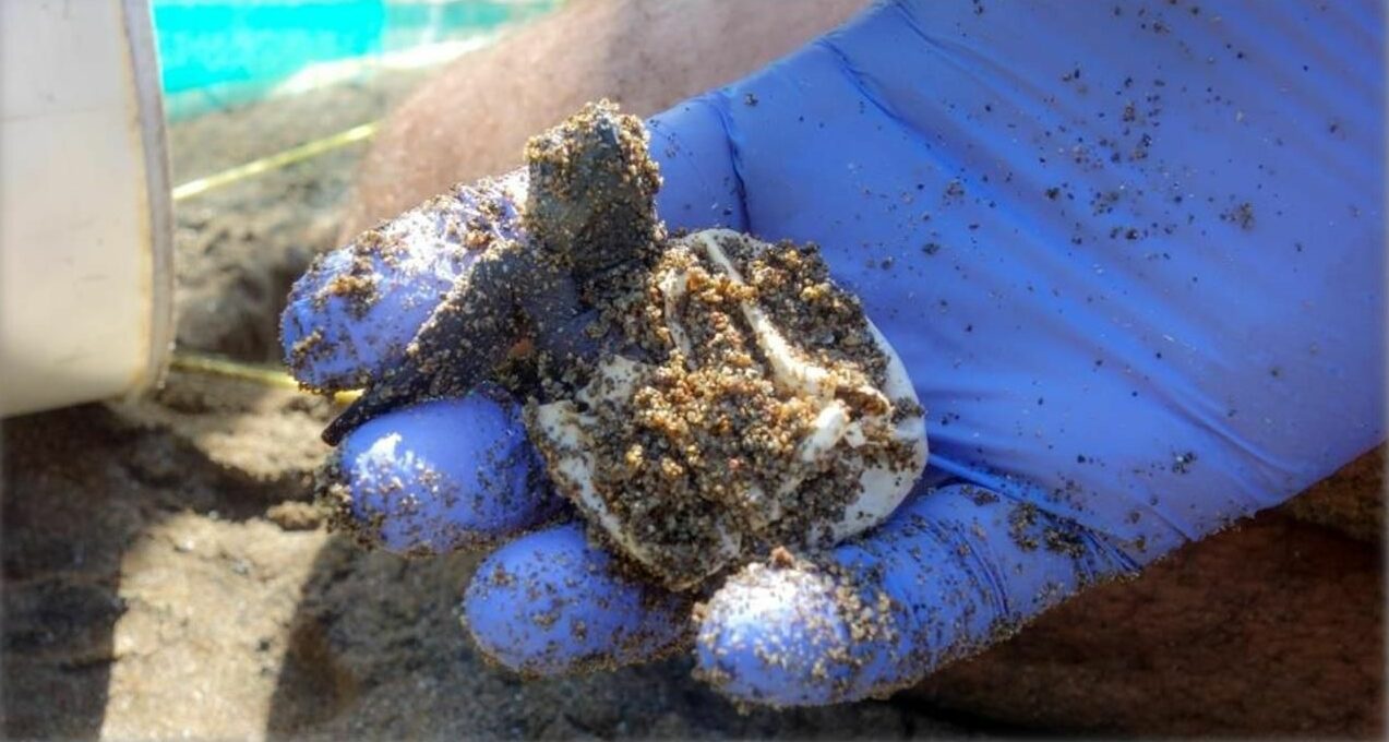 Tortues de mer Costa Rica